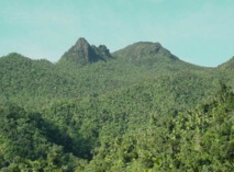 Les insectes décimés dans la forêt de Porto Rico Les insectes décimés dans la forêt de Porto Rico