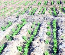 Allons-nous tirer les leçons des crises alimentaires ? Allons-nous tirer les leçons des crises alimentaires ?