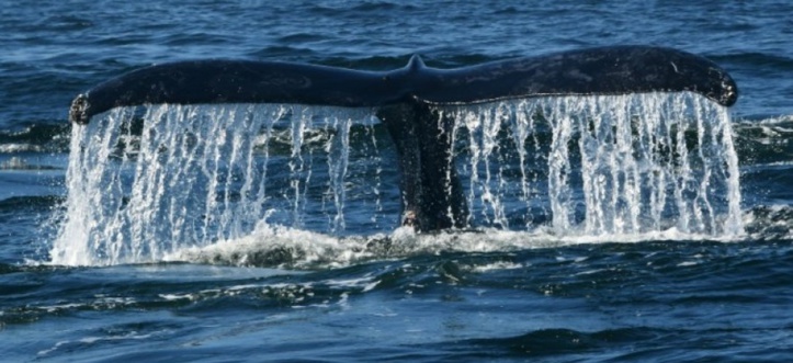 Quand le navire passe, les baleines se taisent