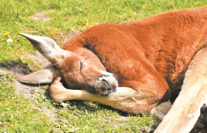Sécheresse de tous les dangers pour les kangourous et émeus d'Australie Sécheresse de tous les dangers pour les kangourous et émeus d'Australie