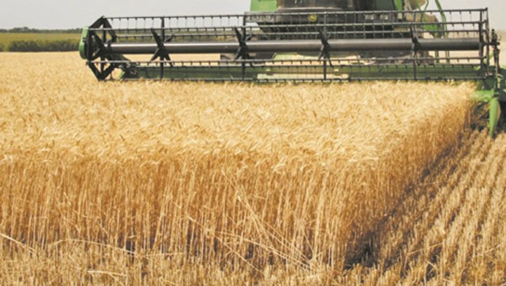 Les prévisions de production et de stocks de céréales revues à la hausse