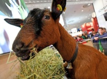 Insolite : Il vole une chèvre et prend le métro avec Insolite : Il vole une chèvre et prend le métro avec