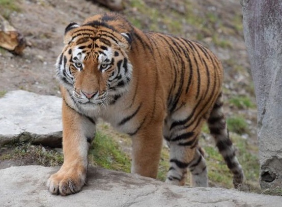 Insolite : Un tigre de Sumatra libéré du sous-sol d'un magasin en Indonésie Insolite : Un tigre de Sumatra libéré du sous-sol d'un magasin en Indonésie