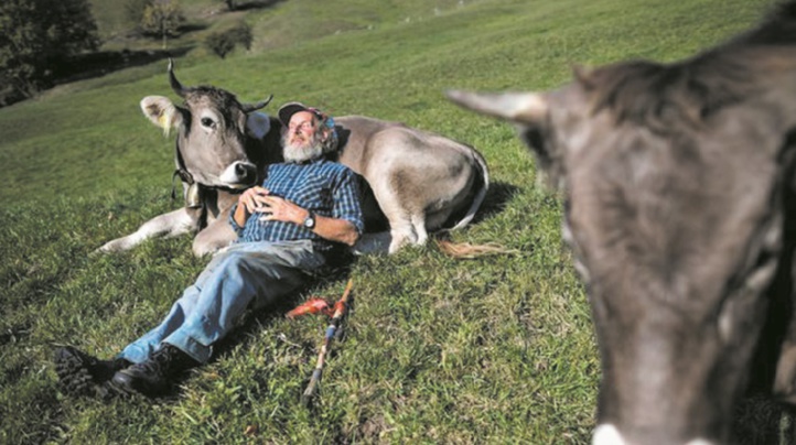 Référendum sur les vaches à cornes en Suisse