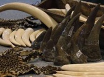Insolite : Cornes de rhinocéros