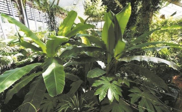 Coup de jeune pour les plantes vertes, à l'heure des réseaux sociaux Coup de jeune pour les plantes vertes, à l'heure des réseaux sociaux