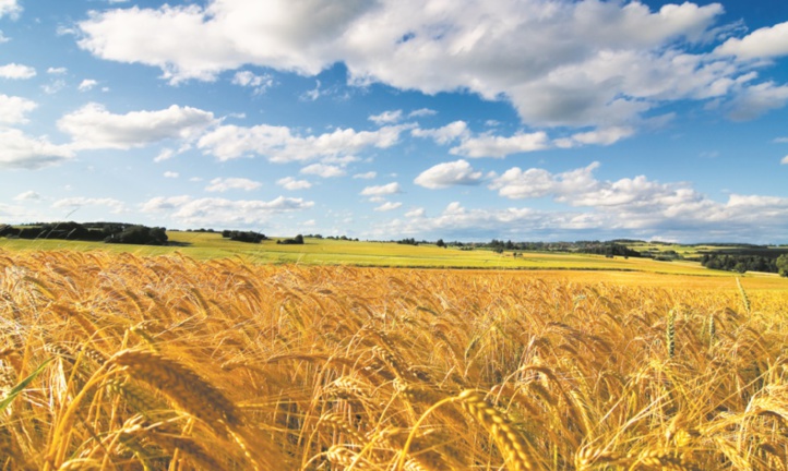Le Plan Maroc Vert menacerait-il la sécurité alimentaire ? Le Plan Maroc Vert menacerait-il la sécurité alimentaire ?