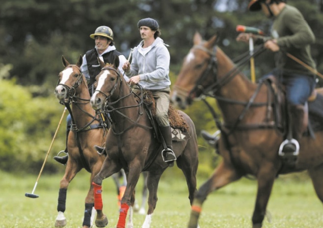 La génétique pour percer les secrets des meilleurs chevaux de polo du monde