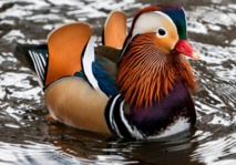 Insolite : Canard mandarin
