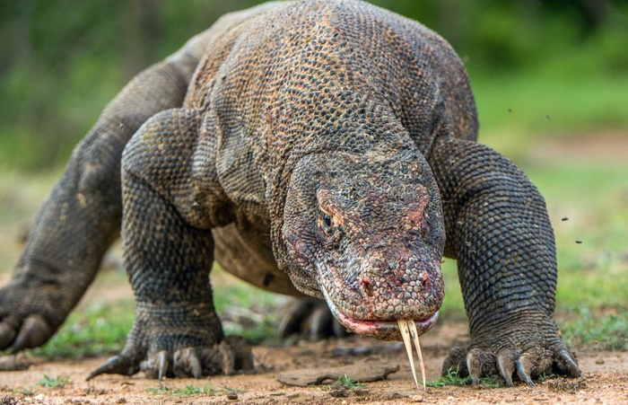 Insolite : Dragon de Komodo