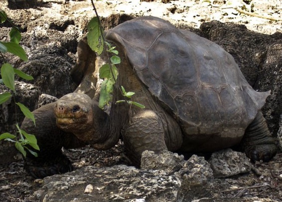 Le secret de la longévité des tortues géantes des Galapagos