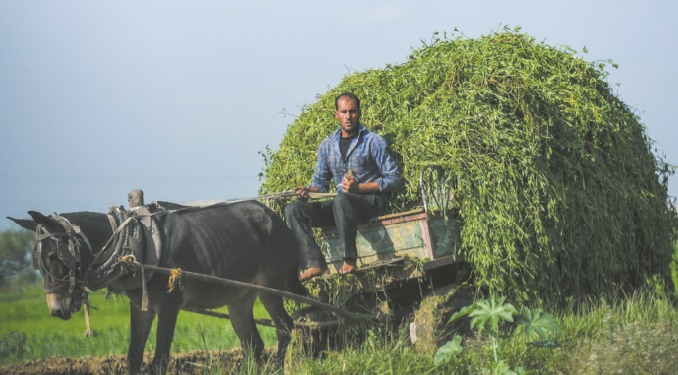 Les champs fertiles du Delta du Nil menacés