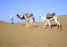 Festival du dromadaire à Laâyoune : Branle-bas de combat chez les éleveurs de chameaux