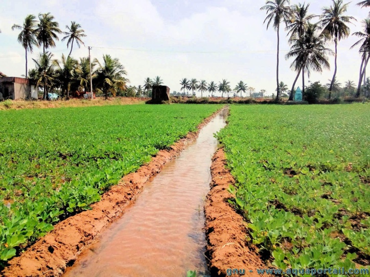 L’expansion des superficies irriguées stimulerait la productivité agricole en Afrique
