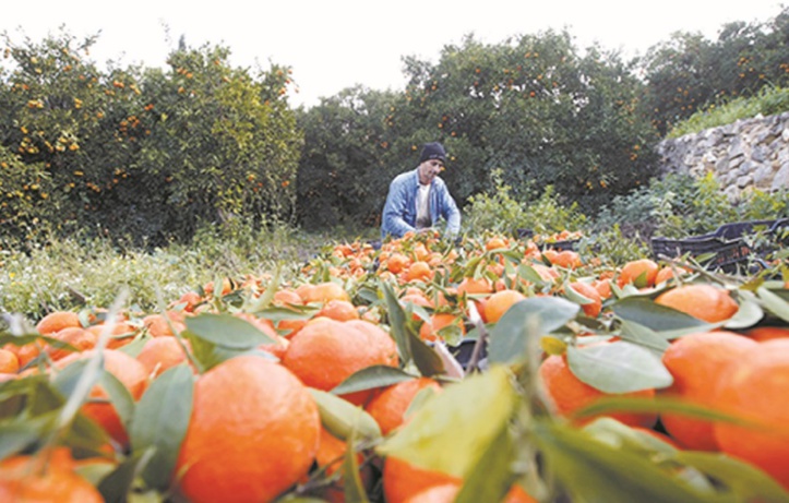 Le goût de la clémentine n’est pas le même pour tout le monde Le goût de la clémentine n’est pas le même pour tout le monde