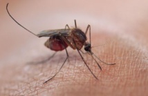 A la recherche de nouvelles molécules contre le paludisme A la recherche de nouvelles molécules contre le paludisme