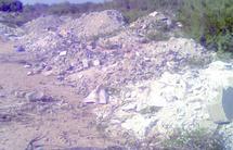 Essaouira : Poursuite du massacre de la biodiversité Essaouira : Poursuite du massacre de la biodiversité