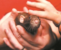 Insolite : Des rats au Parlement