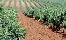 Lancement de la campagne de plantation forestière 2018-2019