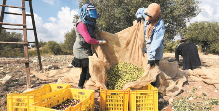 Récolte record des olives