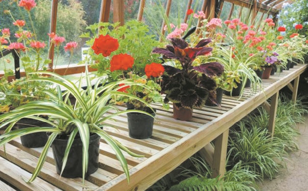 Des plantes d’intérieur pour lutter contre la pollution Des plantes d’intérieur pour lutter contre la pollution