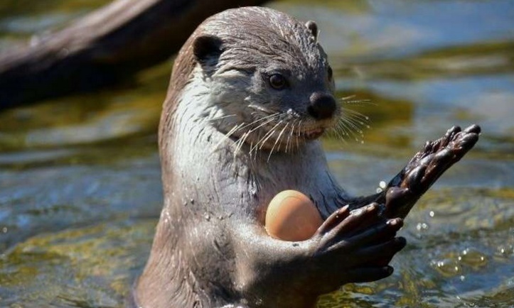 Insolite: Eddie n'est plus