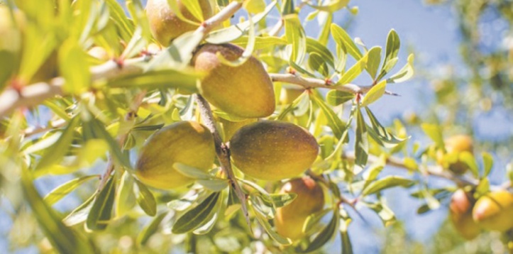 L’importance du système agropastoral à base d'argan reconnue par la FAO L’importance du système agropastoral à base d'argan reconnue par la FAO