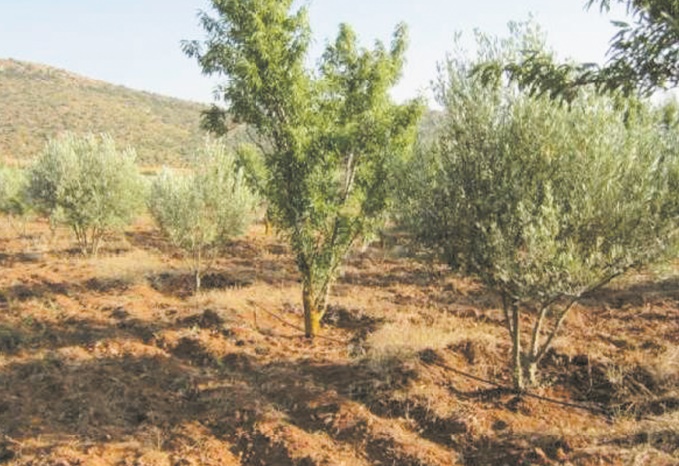 L'état d'avancement de plusieurs projets agricoles dans la région de l’Oriental L'état d'avancement de plusieurs projets agricoles dans la région de l’Oriental