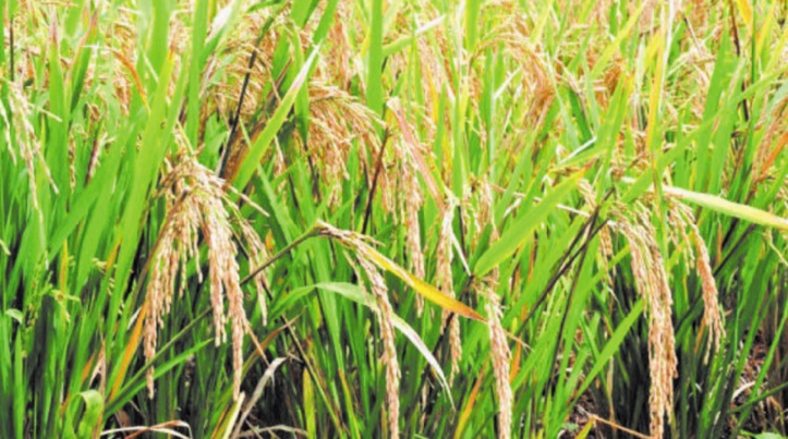 Les cours mondiaux des céréales en hausse Les cours mondiaux des céréales en hausse