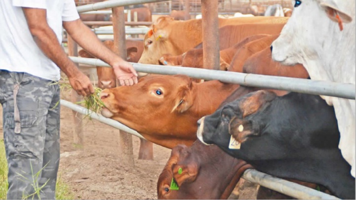 Ce vilain virus qui guette nos bêtes : L’ONSSA à pied d’œuvre Ce vilain virus qui guette nos bêtes : L’ONSSA à pied d’œuvre