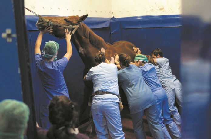 Une clinique 5 étoiles pour chevaux aux portes de Lyon