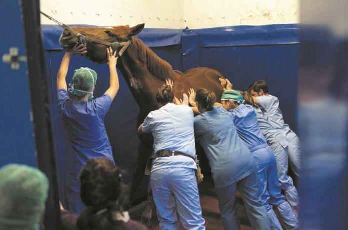 Une clinique 5 étoiles pour chevaux aux portes de Lyon Une clinique 5 étoiles pour chevaux aux portes de Lyon