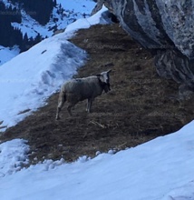 Insolite : Brebis sauvée