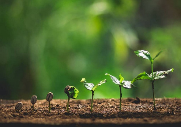60% des espèces de café sauvage sont menacées d'extinction 60% des espèces de café sauvage sont menacées d'extinction