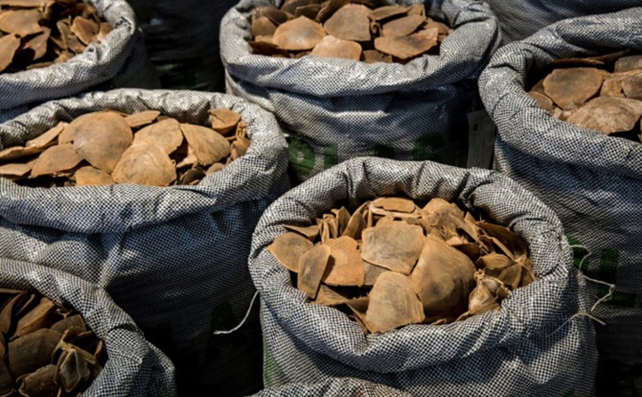 Hong Kong ne protège pas les animaux sauvages de la contrebande Hong Kong ne protège pas les animaux sauvages de la contrebande