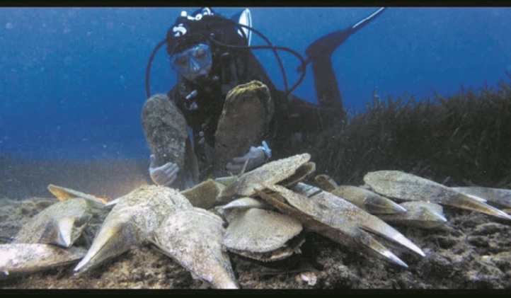 Les grandes nacres de Méditerranée à l'agonie Les grandes nacres de Méditerranée à l'agonie