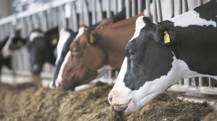L’épidémie qui tue le bétail et ruine les humains L’épidémie qui tue le bétail et ruine les humains