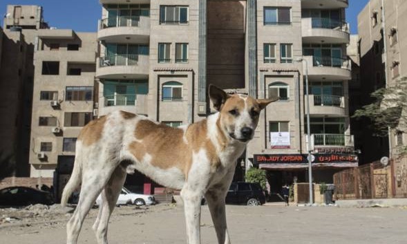 Dans les rues du Caire, le défi des chiens errants