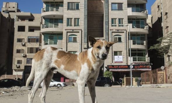 Dans les rues du Caire, le défi des chiens errants Dans les rues du Caire, le défi des chiens errants