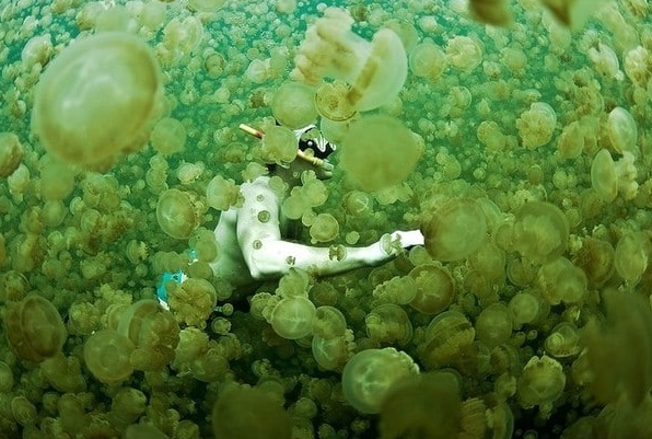 Insolite : Nager avec les méduses Insolite : Nager avec les méduses