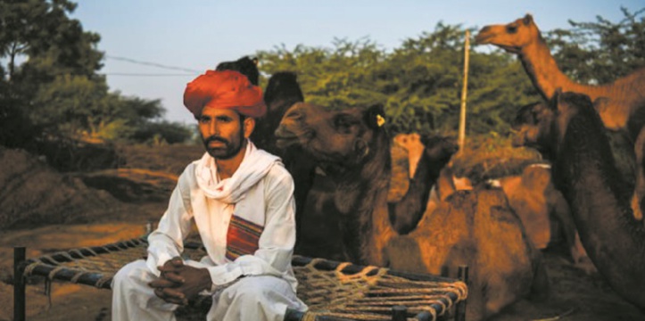 Au Rajasthan, les dromadaires du désert se reconvertissent Au Rajasthan, les dromadaires du désert se reconvertissent