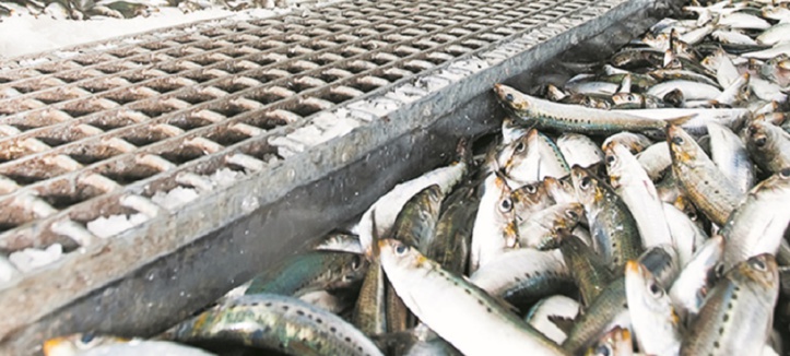 Les performances du secteur halieutique demeurent insuffisantes