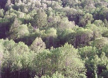 Conférence ministérielle sur la protection des forêts en Europe : Le Maroc participe aux travaux en qualité d’observateur Conférence ministérielle sur la protection des forêts en Europe : Le Maroc participe aux travaux en qualité d’observateur