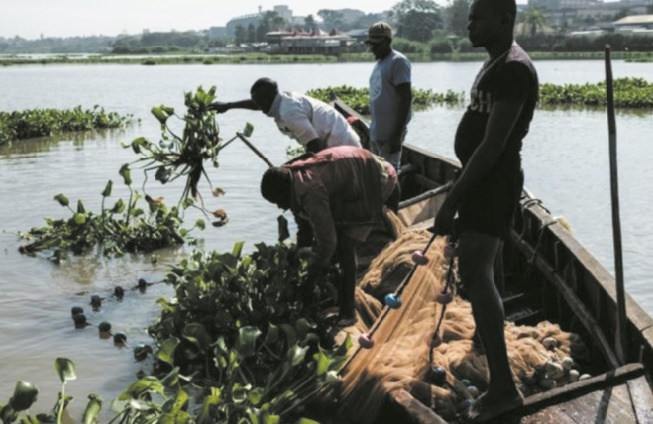 La jacinthe d'eau, fléau vert qui ronge le cœur bleu de l'Afrique La jacinthe d'eau, fléau vert qui ronge le cœur bleu de l'Afrique