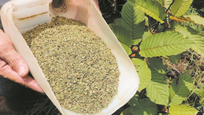 Drogue ou médicament miracle? L’Indonésie profite de la mode du kratom Drogue ou médicament miracle? L’Indonésie profite de la mode du kratom