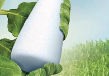 La filière sucrière affiche une capacité de production de 1,65 million de tonnes par an