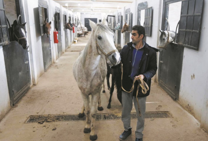 En Syrie, les pur-sang arabes menacés et traumatisés par la guerre En Syrie, les pur-sang arabes menacés et traumatisés par la guerre