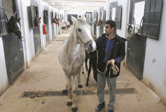 En Syrie, les pur-sang arabes menacés et traumatisés par la guerre