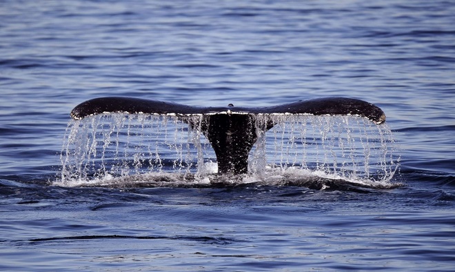 Les baleines bleues préfèrent ne pas prendre de risques Les baleines bleues préfèrent ne pas prendre de risques
