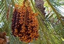 Une société marocaine reçoit le Prix international Khalifa du “palmier dattier et de l'innovation agricole”